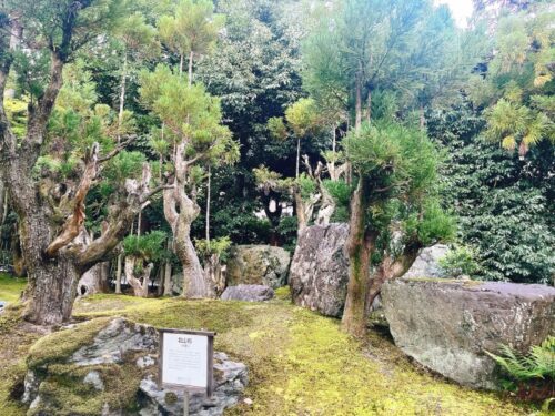 京都_ロク_ROKU_KYOTO_日本庭園_杉