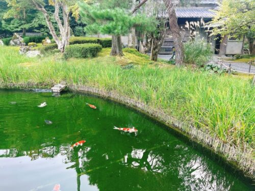 京都_ロク_ROKU_KYOTO_日本庭園_鯉