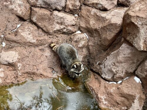 ベアリゾナ_動物園_熊_ラクーン