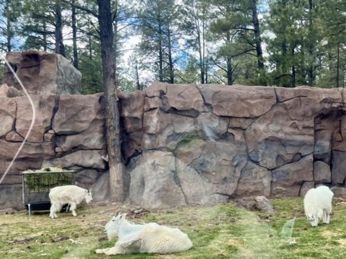 ベアリゾナ_動物園_熊_ヤギ_ドライブスルー