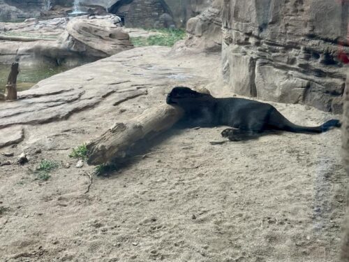 ベアリゾナ_動物園_熊_ジャガー