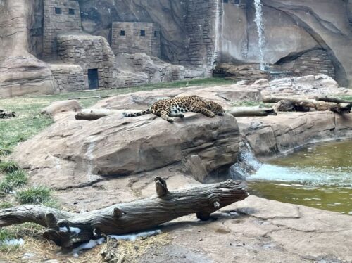 ベアリゾナ_動物園_熊_ジャガー_ひょう