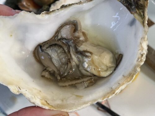 ニース_フランス_旅行_シーフード_海鮮_レストラン_おすすめ_観光_牡蠣