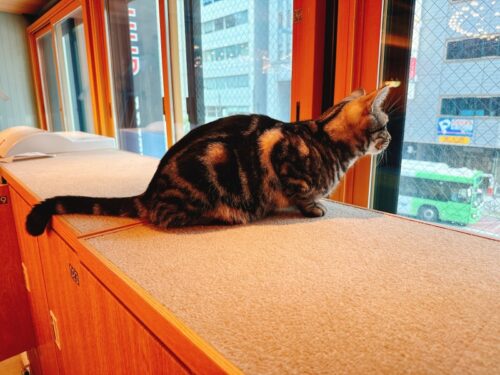 猫カフェ_大阪_梅田＿おすすめ_人気_catcafe_osaka