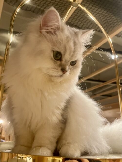 猫カフェ_大阪_梅田＿おすすめ_人気_catcafe_osaka