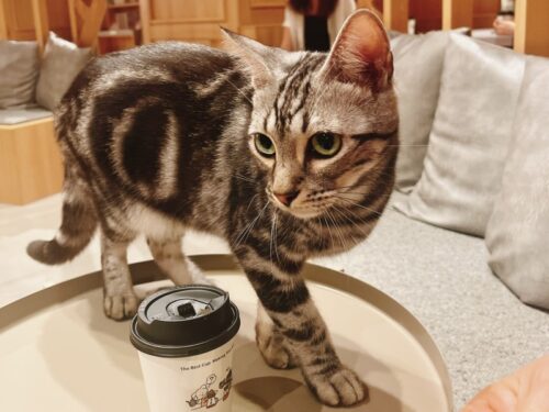 猫カフェ_大阪_梅田＿おすすめ_人気_catcafe_osaka