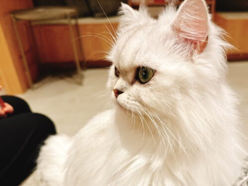 猫カフェ_大阪_梅田＿おすすめ_人気_catcafe_osaka