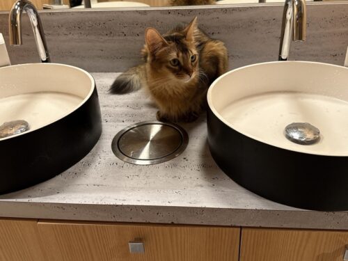 猫カフェ_大阪_梅田＿おすすめ_人気_catcafe_osaka
