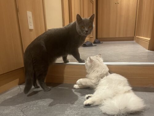 猫カフェ_大阪_梅田＿おすすめ_人気_catcafe_osaka