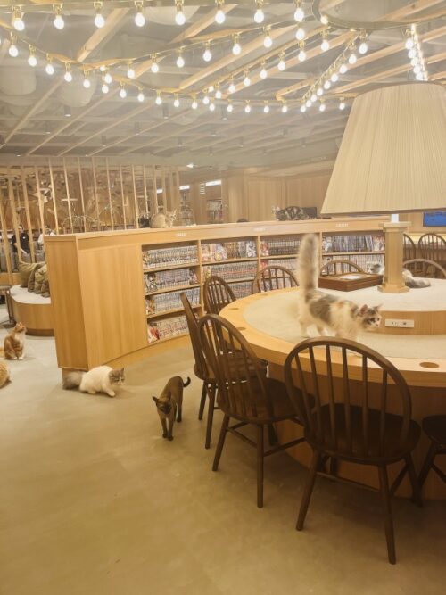 猫カフェ_大阪_梅田＿おすすめ_人気_catcafe_osaka