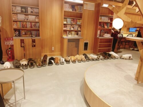 猫カフェ_大阪_梅田＿おすすめ_人気_catcafe_osaka_イベント_餌タイム