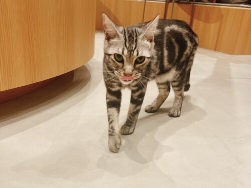 猫カフェ_大阪_梅田＿おすすめ_人気_catcafe_osaka_イベント_餌タイム