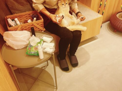 猫カフェ_大阪_梅田＿おすすめ_人気_catcafe_osaka