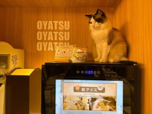 猫カフェ_大阪_梅田＿おすすめ_人気_catcafe_osaka