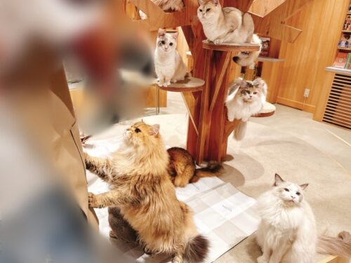 猫カフェ_大阪_梅田_おすすめ_人気_おやつ_catcafe_osaka