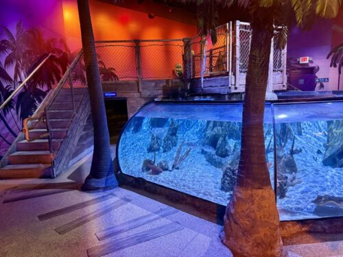 アリゾナ_arizona_観光_アリゾナミルズ_水族館