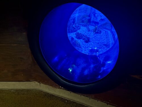 アリゾナ_arizona_観光_アリゾナミルズ_水族館