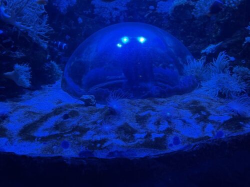 アリゾナ_arizona_観光_アリゾナミルズ_水族館