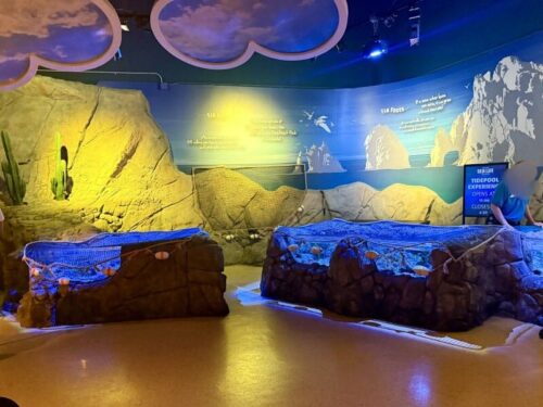 アリゾナ_arizona_観光_アリゾナミルズ_水族館_ヒトデ