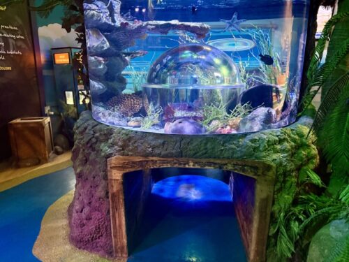 アリゾナ_arizona_観光_アリゾナミルズ_水族館_熱帯魚