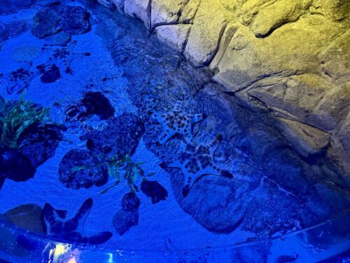 アリゾナ_arizona_観光_アリゾナミルズ_水族館_ヒトデ
