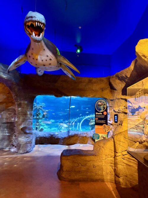 アリゾナ_arizona_観光_アリゾナミルズ_水族館_サメ