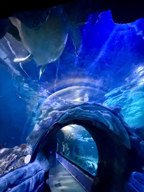 アリゾナ_arizona_観光_アリゾナミルズ_水族館_水槽