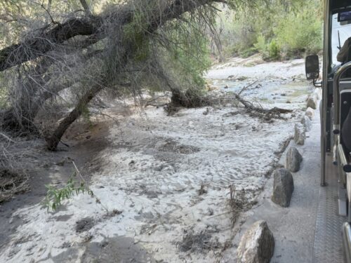 アリゾナ_サビノキャニオン_観光_ツーソン_トレイル_散歩_自然_sabino_サボテン