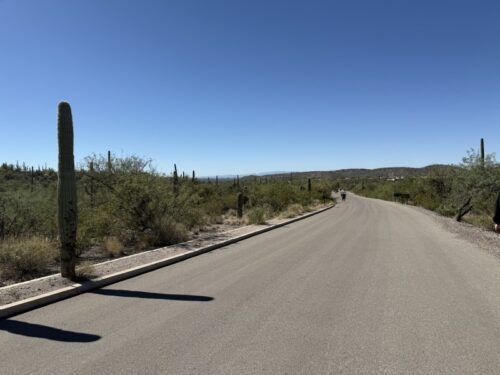 アリゾナ_サビノキャニオン_観光_ツーソン_トレイル_散歩_自然_sabino_サボテン