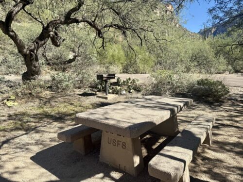 アリゾナ_サビノキャニオン_観光_ツーソン_トレイル_散歩_自然_sabino_サボテン