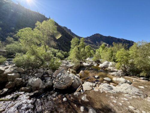 アリゾナ_サビノキャニオン_観光_ツーソン_トレイル_散歩_自然_sabino_サボテン