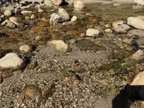 アリゾナ_サビノキャニオン_観光_ツーソン_トレイル_散歩_自然_sabino_サボテン