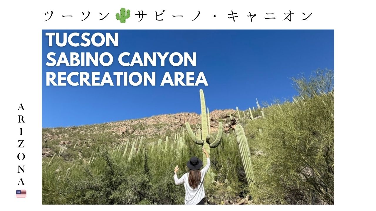 アリゾナ_サビノキャニオン_観光_ツーソン_トレイル_散歩_自然_sabino_サボテン_アメリカ生活