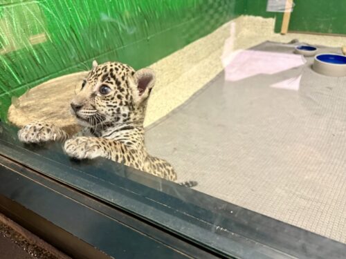 アリゾナ_wildlife_ワイルドライフ_動物園_ジャガー_赤ちゃん