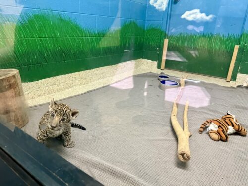 アリゾナ_wildlife_ワイルドライフ_動物園_ジャガー_赤ちゃん