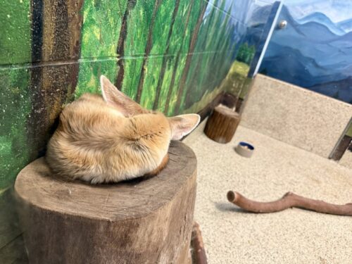 アリゾナ_wildlife_ワイルドライフ_動物園_ジャガー_赤ちゃん