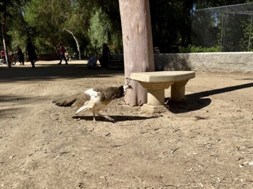 アリゾナ_wildlife_ワイルドライフ_動物園_鳥