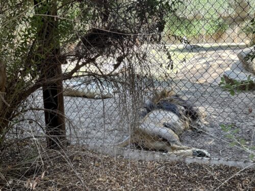 アリゾナ_wildlife_ワイルドライフ_動物園_ライオン
