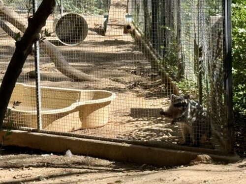 アリゾナ_wildlife_ワイルドライフ_動物園_アライグマ