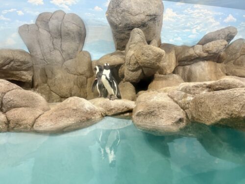 アリゾナ_wildlife_ワイルドライフ_水族館_ペンギン