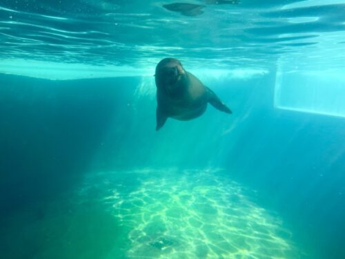 アリゾナ_wildlife_ワイルドライフ_水族館