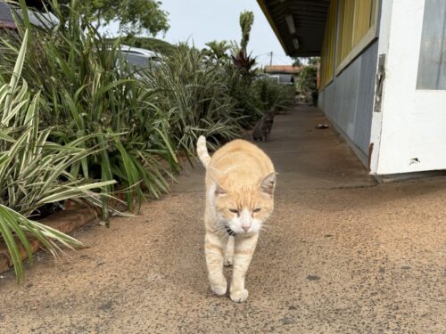 ハワイ_ハレイワ_海_ノースショア_猫