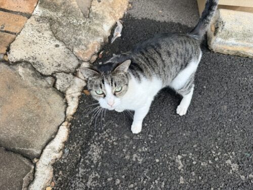 ハワイ_ハレイワ_海_ノースショア_猫