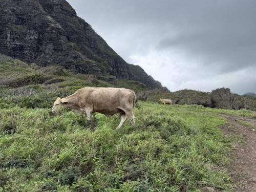ハワイ_クアロアランチ_ジュラシックワールド_おすすめ_アクティビティ_四輪バギー_UTVtour_ツアー_絶景_映画ロケ