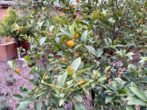 アリゾナ_フェニックス_ホテル_おすすめ_ハイアット_ロイヤルパームス_Royal_Palms_宿泊記_部屋_アメニティ_テラス