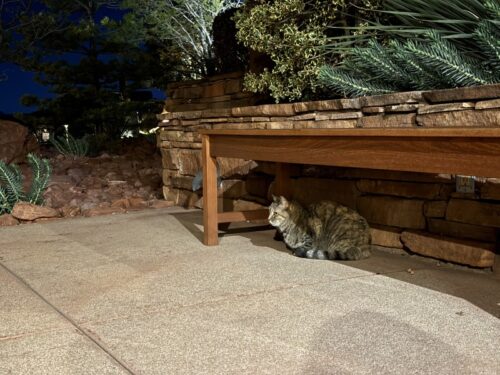 Shorebird_セドナ_アリゾナ_レストラン_アメリカ料理_牡蠣_ディナー