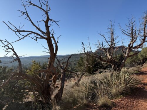 ボイントンキャニオン_セドナ_アリゾナ_ボルテックス_sedona_boynton_canyon _トレイル_VISTA