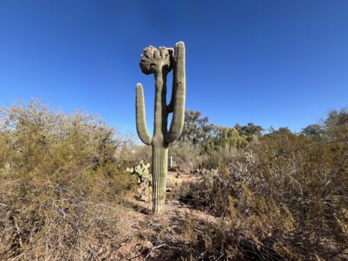 アリゾナ_サボテン_az_cactus_観光_絶景_ フェニックス_おすすめ_植物園_デザート・ボタニカル・ガーデンズ