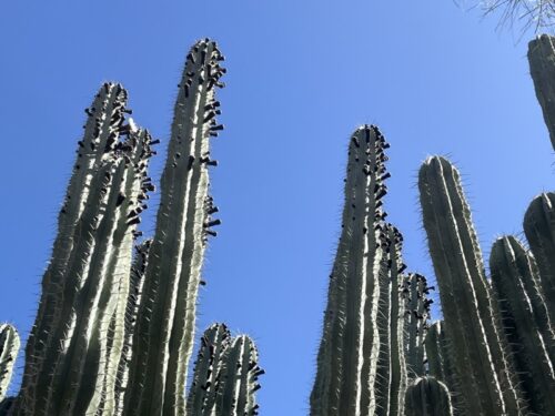 アリゾナ_サボテン_az_cactus_観光_絶景_ フェニックス_おすすめ_植物園_デザート・ボタニカル・ガーデンズ_サワロ_サグアロ