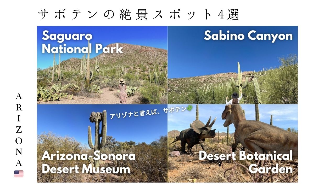 アリゾナ_サボテン_az_cactus_観光_絶景_ フェニックス_ツーソン_おすすめ_植物園_デザート・ボタニカル・ガーデンズ_サワロ_サグアロ